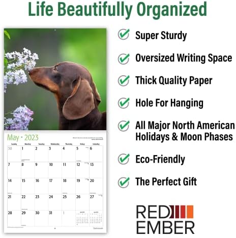 Red Ember Dachshunds 2023 Calendar lunar de perete hangable | 12 x 24 deschis | Hârtie groasă și robustă | Cadou | Câine drăguț