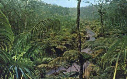 Pădurea națională din Hawaii, carte poștală din Hawaii