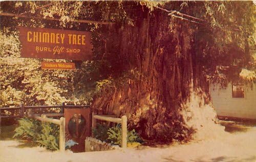 Redwood Highway, California Postcard