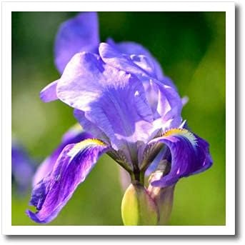 3Drose Purple Iris Flower Photod Up - Fier pe transferuri de căldură