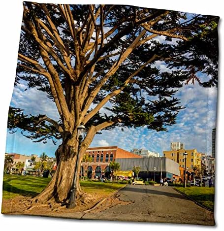 3Drose Monterey Cypress in Park, Fishermans Wharf, San Francisco, California - Prosoape