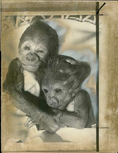 Fotografie de epocă a gorilei de animale: aceste gorile feminine de 5 ani