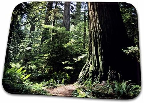 3drose pădure Redwood în California de Nord-US05 DFR0200... - Covor De Baie Pentru Baie