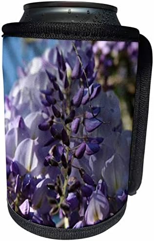 3Drose Purple și Lilac Bugs of Blooming Wisteria Fotograf