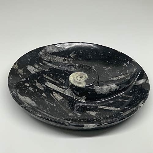 Watangems 2566g, 11,5 artizanal natural rotund fosile negre Ortoceras amonit cu un vas cu inel de amoniu bine făcut pietre