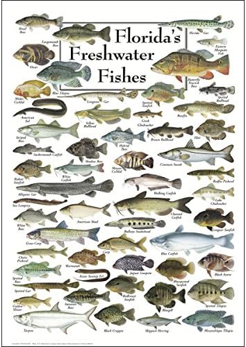 Sky Earth + Poster Water - Pești de apă dulce din Florida