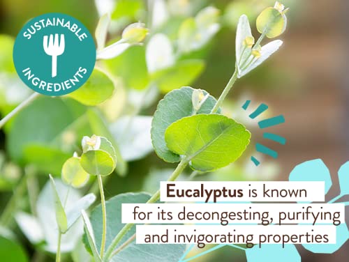 Babo Botanicals Eucalyptus Remedy șampon pe bază de plante & Wash-cu eucalipt & uleiuri esențiale de rozmarin - potrivit pentru toate vârstele - EWG verificat, Vegan & Cruelty Free - 16 fl. oz.