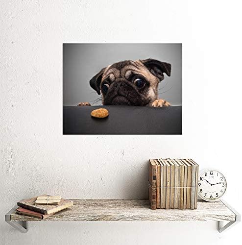 Wee Blue Coo Photography Photography Portret Pug Dog Trating Food Eyes Eyes Cute Crame Unframed Art Artă de perete Poster Decor