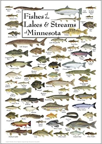 Sky Earth + Apă - Peștele lacurilor și fluxurilor din Minnesota - Poster