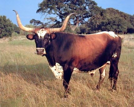 Texas Longhorn Cow Steer Cattle Farm Animal Animal Decor Artă de Artă